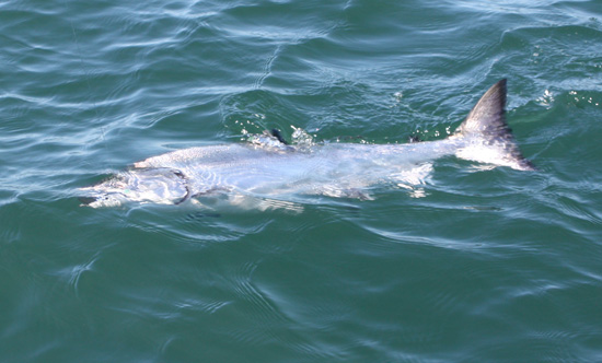25lbrelease 25 lb Chinook release July 12, 2008