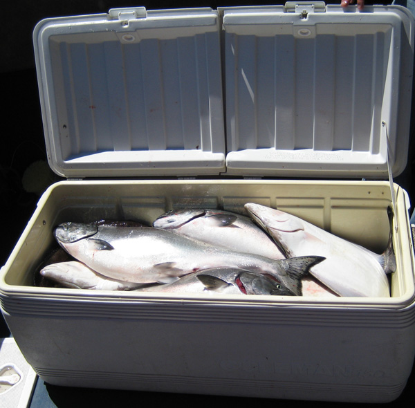 cooler of salmon 150 quart cooler full of salmon and halibut, June 27, 2008