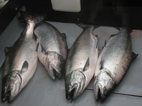 aug212009 4 Chinook 30-42 lbs Aug 20, 2009