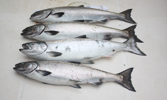 june14 4 Chinook after 1 hour's personal fishing June 14, 2009