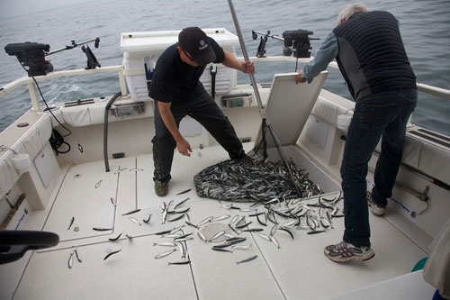 July23herring
