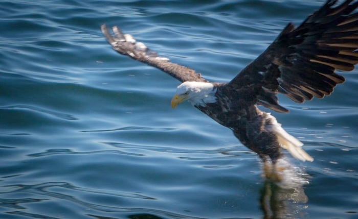 baldeagle700