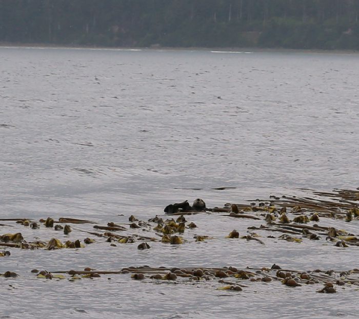 July11-SeaOtters-700