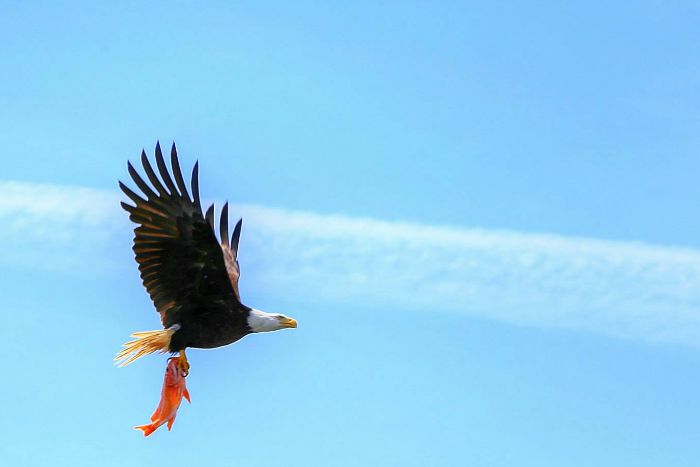 July13-eagle-700